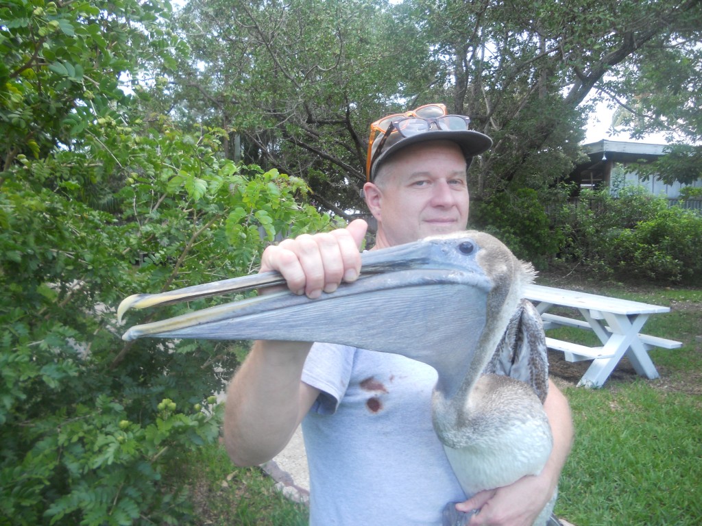 Thomas Sweets and a wayward brown pelican from the Carolina Coast. The bird was tagged as a baby in the Carolinas. (Dave Hoekstra photo)