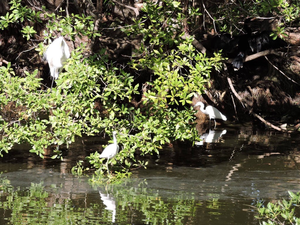 Key West Wildlife Center pond--I was so lost in the moment I forgot to take a pix so this is courtesy of Thomas Sweets