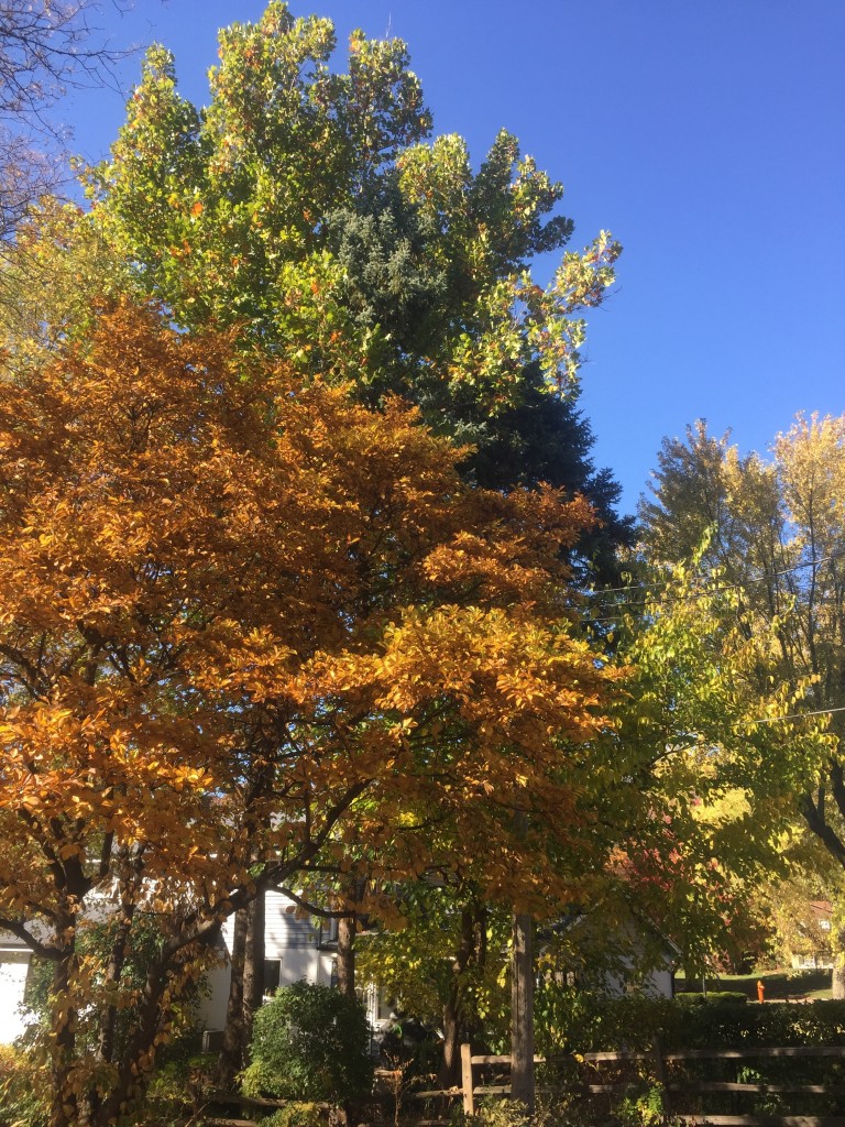 Backyard of our childhood home, Oct. 25, 2015